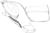 Morsea dumicola Rehn & Hebard, 1918: Fig. 240. male, head and pronotum, lateral view. (Otu).