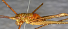 CollectionObject 1531825; ea2b4688-2e7c-4322-8ddc-5914932c3c80: male, lateral view (holotype). (CollectionObject).