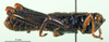 CollectionObject 1594860; 125f0e88-0727-4aad-8b98-264b15dabe78: male, lateral view (paratype). (CollectionObject).