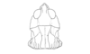 Tristira magellanica (Bruner, 1900): Fig. 23. female head and pronotum, dorsal view. (Otu).
