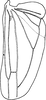 Hind wing on Zyginella tsauri Chiang, Hsu & Knight, 1989: Hind wing. (Observation).