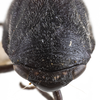 Head on Clastoptera sierra Doering, 1929: (Observation).
