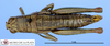 CollectionObject 1514357; d97b961b-5bc8-4338-be16-4b400a5e3159, MLP3621/4: female, dorsal view (paratype). (CollectionObject).