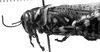 CollectionObject 1501120; df0a4123-1975-493d-a3ae-169080775fc6, MfN 1755: Image Carbonell, C.S. male head and pronotum, lateral view (syntype). (CollectionObject).
