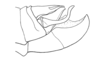 Zygoclistron superbum Rehn, 1907: Fig. 71. male abdomen tip, lateral view. (Otu).