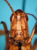 CollectionObject 1577116; 75b89cdb-15e1-45e2-9f30-72fec0a3799a: male, frontal view (allotype of Chorthippus xerophilus). (CollectionObject).