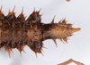 CollectionObject 1562170; ad035006-6f6d-4336-a46d-be63c0202544: copyright ANSP. female: end of abdomen, ventral view (holotype). (CollectionObject).