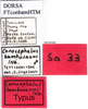 CollectionObject 1505296; b2c12a94-f863-44c5-a9aa-140f0258f658: labels (holotype). (CollectionObject).