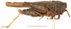 CollectionObject 1477253; 09c6a3b7-6d3b-436d-a23a-fcb3ed005eac: female, lateral view (holotype). (CollectionObject).