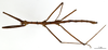 CollectionObject 1560782; 47ed7a48-52e5-4fdc-9701-731833a164c0: copyright MNHN, Paris. male Clitumnus spiniger (holotype). (CollectionObject).