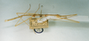 CollectionObject 1559312; 9b0577fb-acaa-4d93-8b0e-c160b09ba37a: copyright MNHN, Paris, Pantel coll. male, lateral view (lectotype). (CollectionObject).