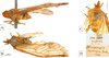 Other on Cobacella rubescens (Fowler, 1900): (Observation).