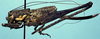CollectionObject 1522426; 093ed86e-133f-4e16-b354-f729d5fbfa96: female (holotype of Ateloplus macroscelus). (CollectionObject).