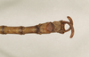 CollectionObject 1561873; NHMUK(SF IMPORT DUPLICATE) 844565, 85e89e6d-4df3-49aa-8eb5-88a73118e7f0: copyright Natural History Museum, London. male: end of abdomen, ventral view of synonym Diapheromera saussurei (holotype). (CollectionObject).