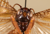 CollectionObject 1531235; e6fad094-bd9a-4131-831a-a5e489ace390: male, anterior view (holotype). (CollectionObject).