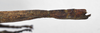 CollectionObject 1590026; b3f258cf-c573-4560-affb-f30068917691: copyright MNHN, Paris. female: end of abdomen, lateral view (holotype). (CollectionObject).