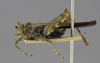 CollectionObject 1523179; 8988d9ba-e1d8-4823-85b7-9ec3aa9c55a9: male, lateral view (holotype). (CollectionObject).