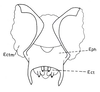 Erucius (Erucius) dimidiatipes dimidiatipes Bolívar, 1898: Fig. 2.2. phallic complex, dorsal view. (Otu).