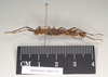Ommatopseudes harmani (Brock, 1995): copyright Natural History Museum, London. female, lateral view (paratype). (Otu).