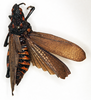 CollectionObject 1535544; 8aff02f8-a95b-441d-b0a6-6121e4c2b791: female, dorsal view (lectotype of Maura rugulosa). (CollectionObject).