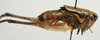 CollectionObject 1517150; 8cff648c-b7ca-4e9c-83b9-415137c0726e: male habitus, lateral view (holotype). (CollectionObject).