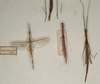 CollectionObject 1562509; fa56298d-0166-4998-b8e0-15c24e7f1f61: copyright St. Petersburg. male, 2 females of Sipyloidea normalis (probable plt's). (CollectionObject).