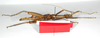 CollectionObject 1562188; 23e1f5ff-d459-4f63-a4d2-44bfb749f7a8: copyright ZMB, Berlin. male, ventral view (holotype). (CollectionObject).