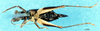 CollectionObject 1502124; c13cdf7c-ffb2-4207-b8e4-7a0acc0084f1: male, ventral view. (CollectionObject).