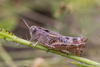 CollectionObject 1578849; 727c43e4-2d52-447e-b9e0-f52c295f3564: female (RO: Baneasa). (CollectionObject).