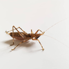 CollectionObject 1584023; f053cde8-9a3f-47e8-99fb-684b3a8fb857: male. (CollectionObject).