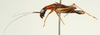 CollectionObject 1529940; f38571e0-c16a-4c04-9cbe-e3e5c95e6a93: male, lateral view (holotype). (CollectionObject).