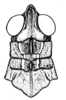 Conometopus cristaticollis Blanchard, 1851: Fig. 4. male head and pronotum, dorsal view. (Otu).