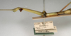CollectionObject 1558542; 530c177e-7083-4207-a399-4377e1eea36f, NMW 896: copyright NMW, Vienna. female: head and thorax, lateral view of synonym Parasipyloidea cercata (holotype). (CollectionObject).