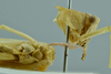 CollectionObject 1532124; NMW 4803, 8872, 9967, 2c92d831-9d61-44fe-bdc7-0b0d17703c09: male head and pronotum, lateral view, and thorax in ventral view (syntype number 4803). (CollectionObject).