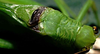 Lamprophyllum micans Hebard, 1924: male pronotum and stridulatory apparatus (CostaRica, Heredia Prov., La Selva). (Otu).