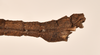 CollectionObject 1558452; a237584d-116d-4fb6-96cd-ae54ce1c2027: copyright OUMNH. male: end of abdomen, lateral view of Dimorphodes mancus (syntype). (CollectionObject).;CollectionObject 1558453; ea906b12-686a-41bd-bb38-664c85261f31: copyright OUMNH. male: end of abdomen, lateral view of Dimorphodes mancus (syntype). (CollectionObject).