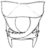 Mactruchus serrifer (Rehn & Hebard, 1914): Fig. 7. male, apex of abdomen. (Otu).