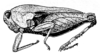 Pelusca neavei Bolívar, 1912: Fig. 153 (after holotype of Pelusca neavei). female, lateral view (pronotum length 10 mm, hind femur 7 mm). (Otu).