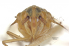 Head: (Observation).