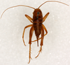 CollectionObject 1499672; b8820694-29f0-4b06-931a-fe4953d84700: female, dorsal view (allotype). (CollectionObject).