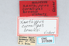 CollectionObject 2765736; ee9dadc2-3e36-4ebf-a316-a321cc5349d9, CNCI 311939: Xanthippus brooksi. (CollectionObject).