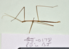 CollectionObject 1597599; 867687ff-d7b5-4e94-8617-ba8717fc9da1: copyright QM. male, lateral view (paratype). (CollectionObject).