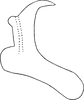 Aedeagus, lateral view on Diplocolenus (Erdianus) sudeticus (Kolenati, 1860): Aedeagus, lateral view. (Observation).