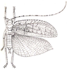 Mustius afzelii (Stål, 1873): Pl. II, Fig. 1 (confused with M. eurypterus?). male (tegmina 46 mm). (Otu).