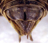 male abdomen tip, dorsal view (holotype). Depicts CollectionObject 1517105; d30d498e-dc82-4db5-91c9-54095abae9db, a CollectionObject.