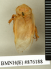 Heterogamodes ursina quadrispina Chopard, 1929: Copyright Natural History Museum, London. Holotype (adult male) in BM(NH). Dorsal view. (Otu).