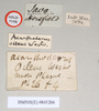 CollectionObject 1561572; NHMUK(SF IMPORT DUPLICATE) 845196, 54eadbae-a942-4d0a-b075-a86cf4fa0f2e: copyright Natural History Museum, London. female juv., data labels of Acanthoderus oileus (holotype). (CollectionObject).