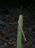 Candovia robinsoni Brock & Hasenpusch, 2007: copyright Paul D. Brock. male on Lomandra at Barren Grounds Nature Reserve, near Robertson, NSW. (Otu).