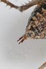 CollectionObject 1505709; f064a080-3cbe-4761-aa68-dd00f2c52683: female, dorsal view (syntype). (CollectionObject).