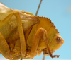 CollectionObject 1542828; ac2ffff4-27b7-44a0-8d3e-61ee1907f7ef: male, pronotum lateral view (syntype of Peucestes lutescens). (CollectionObject).